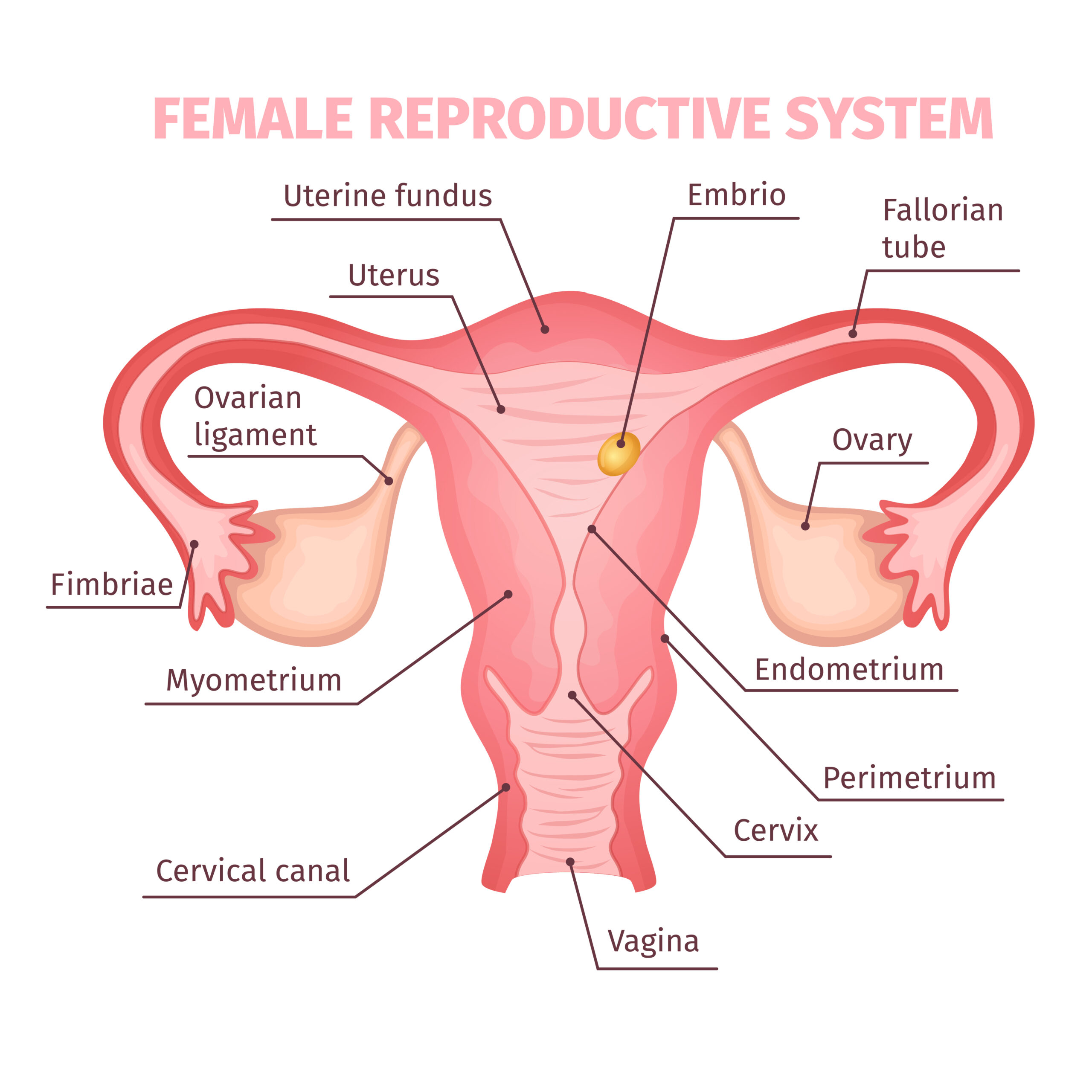 Female Reproductive System Scientific Template
